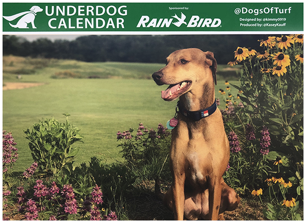 Image: Rain Bird