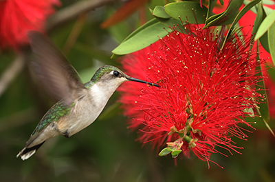 Hummingbird