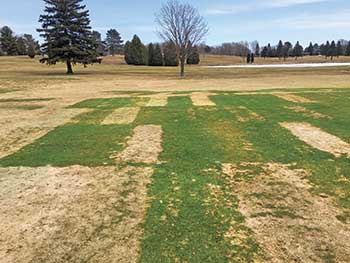 Intense snow mold pressure (Photo: Paul Koch)