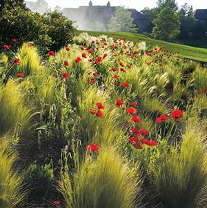 Wildflower Garden Photo: Hannah Schrum)