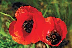 Up-close poppies (Photo: Doug Young)