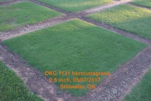 Tahoma 31 bermudagrass. Photo: Oklahoma State University