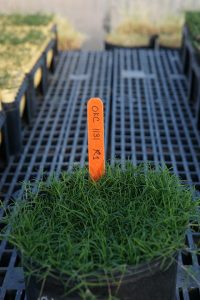 Tahoma 31 bermudagrass potted. Photo: Oklahoma State University