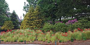 Poppies on the 9th (Photo: Hannah Schrum)