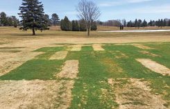 Intense snow mold pressure (Photo: Paul Koch)