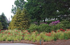 Wildflowers (Photo: Hannah Schrum)