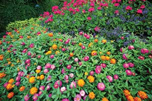 Zinnias (Photo: istock.com/WanderLuster)