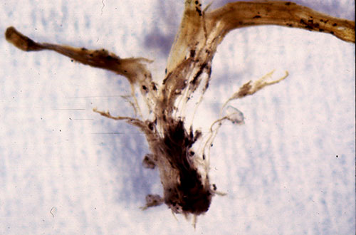 Deterioration of Poa annua crown tissue infected by anthracnose fungus | Photo courtesy: Dr. Wakar Uddin, Penn State