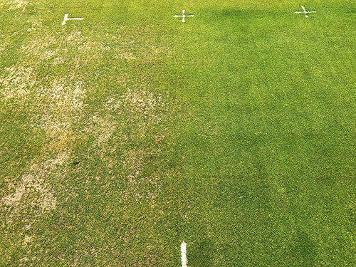 Anthracnose basal rot damage on Poa annua and the result of excellent chemical control on right | Photo courtesy: Dr. Wakar Uddin, Penn State