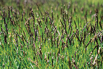 Meyer zoysiagrass inflorescences (Photo: Aaron Patton)