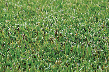 Closeup of Meyer zoysiagrass after mowing (Photo: Zac Reicher)