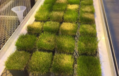 Visible differences in turf injury at seven days after application. (Photo: Ross Braun, Ph.D.)