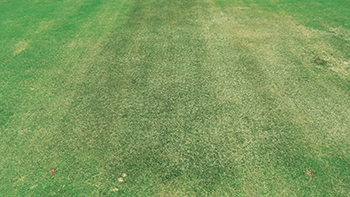 Leaf spot disease symptoms on an ultradwarf bermudagrass putting green. (Photo: Maria Tomaso-Peterson)