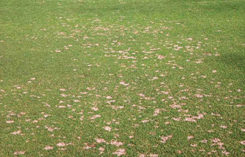 Dollar spot disease symptoms on an ultradwarf bermudagrass putting green (Photo: Maria Tomaso-Peterson)
