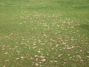 Dollar spot disease symptoms on an ultradwarf bermudagrass putting green (Photo: Maria Tomaso-Peterson)