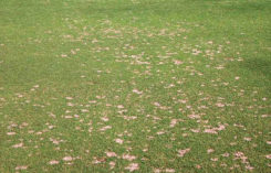 Leaf spot disease symptoms (Photo: Maria Tomaso-Peterson)