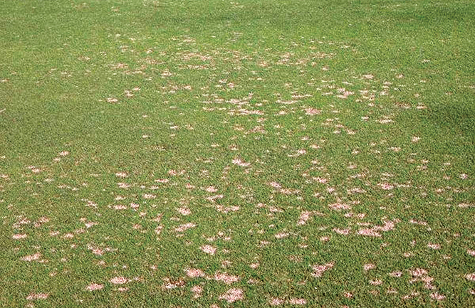 leaf spot and dollar spot on ultradwarf bermudagrass greens dollar spot fungus