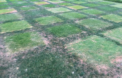 Cool-season fairway species (Photo: Cale Bigelow)