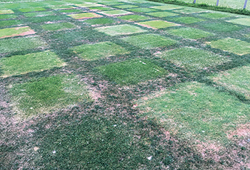 Cool-season fairway species (Photo: Cale Bigelow)