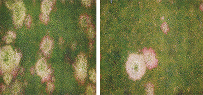 Effects of monthly urea applied fall through spring at 0.20 lb. N per 1,000 sq. ft. (left) versus the combination of 0.10 lb. N per 1,000 sq. ft. plus 0.10 lb. K per 1,000 sq. ft. (right). (Photos: Emily Braithwaite)