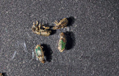 Annual bluegrass weevils (Photo: Charles Mazel)