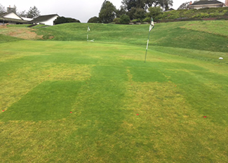 Damage from Anguina in untreated plots next to undamaged plots treated with Indemnify (Photo: Bayer)