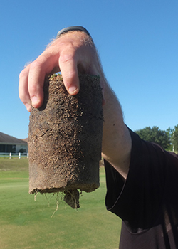 Rooting on Tifdwarf bermudagrass golf green treated with Indemnify in North Florida (Photo: Bayer) 