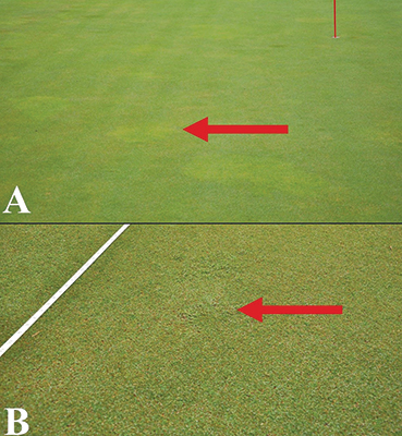 Off-type grass experiment (Photo: Eric Reasor)