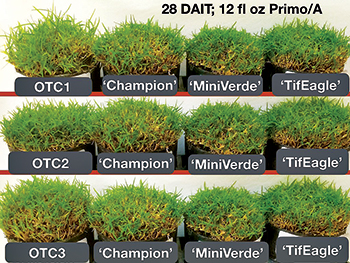 Ultradwarf bermudagrass clusters (Photo: Eric Reasor)