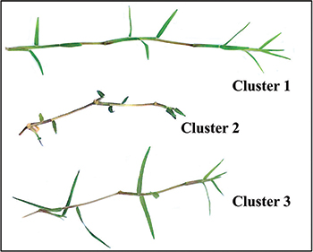 Sample of morphological cluster (Photo: Eric Reasor)