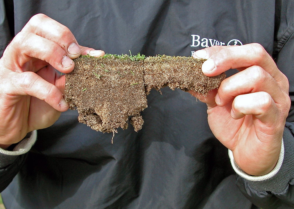 Root growth affected by nematodes. (Photo: Bayer)