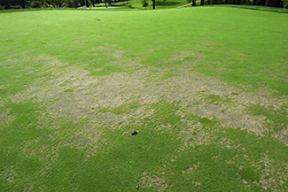 Symptoms of nematode damage in cool-season turf. (Photo: Bayer)