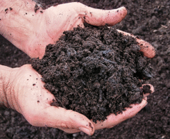 Compost amendment (Photo: Pete Landschoot)