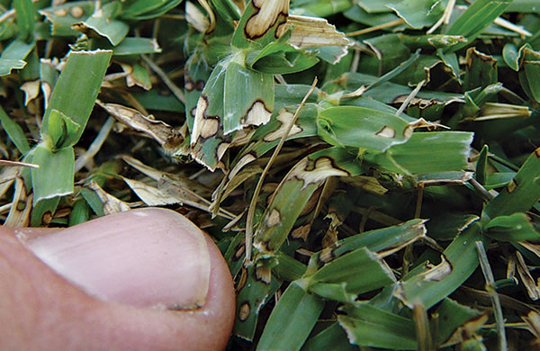 Dollar spot foliar lesions on leaf blades of bermudagrass are one of the telltale signs of dollar spot. (Photo: Bayer)