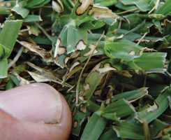 Dollar spot foliar lesions on leaf blades of bermudagrass are one of the telltale signs of dollar spot. (Photo: Bayer)