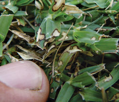 Dollar spot foliar lesions on leaf blades of bermudagrass are one of the telltale signs of dollar spot. (Photo: Bayer)