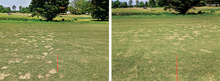 in the second photo above; fluxapyroxad + pyraclostrobin was applied on the left side of the fairway. (Photo: Pat Riebe)