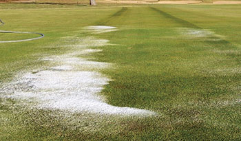 Disease on golf course (Photo: Jeff VerCautren)