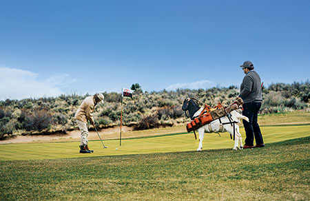 Goat on golf course (Photo: Silvies Valley Ranch/KemperLesnik)