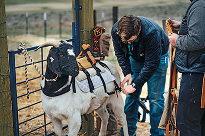 Goat (Photo: Silvies Valley Ranch/KemperLesnik)