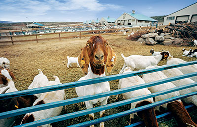 Goat (Photo: Silvies Valley Ranch/KemperLesnik)