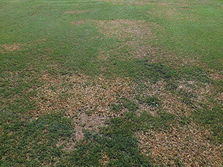 Bermudagrass remains unharmed following the application of Manuscript herbicide. Photo: Pinecrest Golf Club