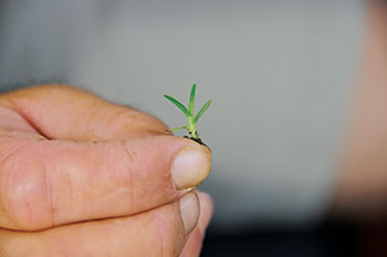 Seedling goosegrass (Eleusine indica) emerging in late spring. (Photo: Jim Brosnan, Ph.D.)