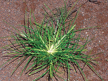 Mature goosegrass (Eleusine indica) in late summer. (Photo: Jim Brosnan, Ph.D.)