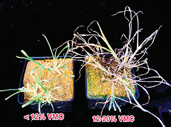 Effect of volumetric soil moisture content (VMC) on goosegrass control 28 days after treatment with Tribute Total at 3.2 oz/A in a greenhouse with surfactant. (Photo: Jim Brosnan, Ph.D.)