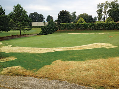 Bleaching of bermudagrass (Cynodon spp.) following applications of topramezone to control herbicide-resistant goosegrass (Eleusine indica). (Photo: Jim Brosnan, Ph.D.)