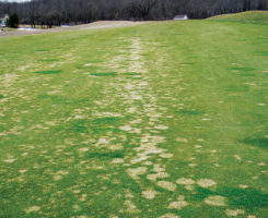 Snow mold (Photo: Paul Koch, Ph.D.)