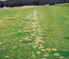 Snow mold (Photo: Paul Koch, Ph.D.)