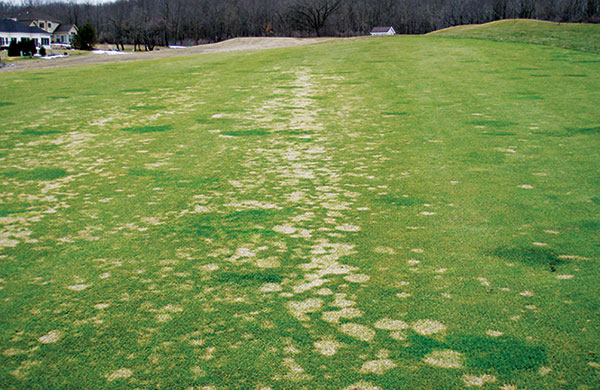 Snow mold (Photo: Paul Koch)