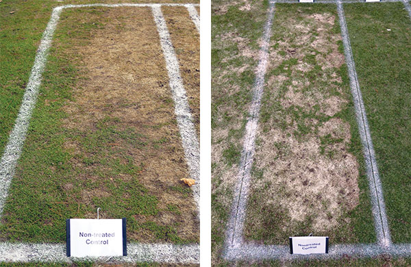 Nontreated control plots from research sites in Minocqua, Wis., (left) and Marquette, Mich. (right). The snow mold observed in Minocqua was almost all speckled snow mold, while the snow mold observed in Marquette was almost all pink snow mold. (Photo: Paul Koch)